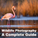 Wildlife Photography- A Complete Guide